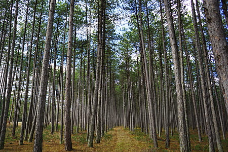 trees in forest thumbnail