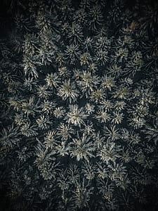 top view photography of plant field thumbnail