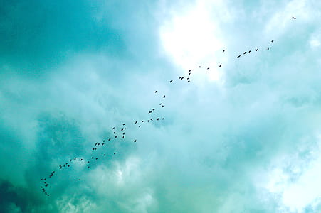 low angle photo of silhouette of flock of birds flying under the sky thumbnail