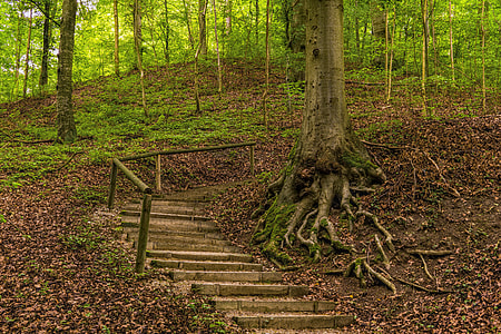 empty stairs near trees during daytime thumbnail
