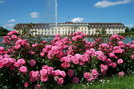 garden of pink flowers in bloom thumbnail