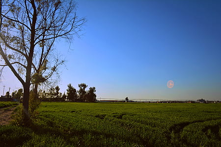 Green Grassland Under Blue Sky thumbnail