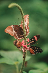 small postman perched on pink petaled flower thumbnail