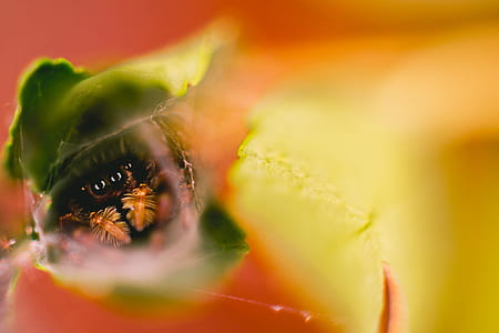 shallow focus photography of brown spider thumbnail