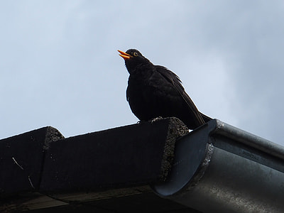 Blackbird Whistles From Roof thumbnail