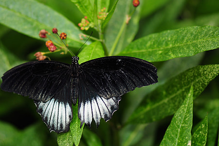close up photography of black and white Butterfly on green leaf thumbnail