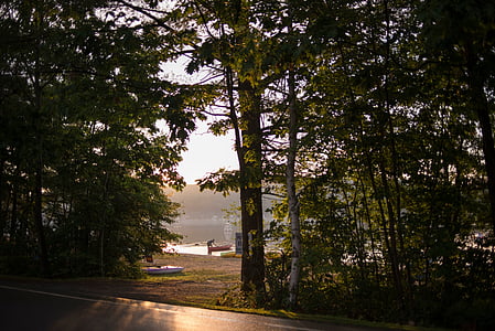 asphalt road near trees thumbnail