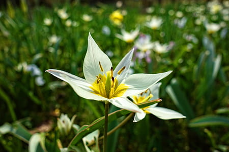 two white flowers in macro photography thumbnail