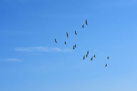 flock of birds flying on the sky during daytime thumbnail