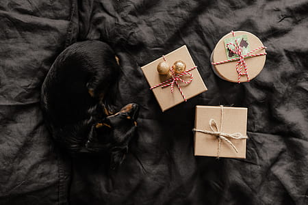 Christmas gifts for a cute little dog thumbnail