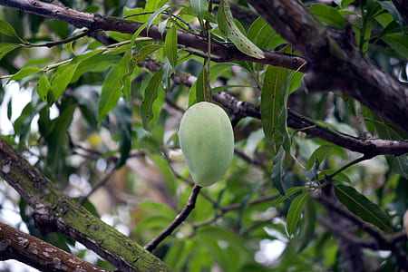 green mango at daytime thumbnail
