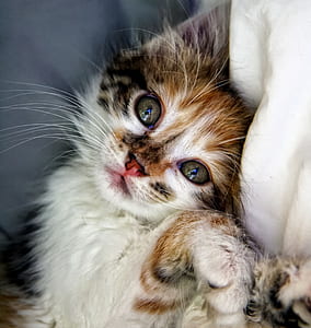 closeup photo of white, tan, and black kitten lying on gray cushion thumbnail