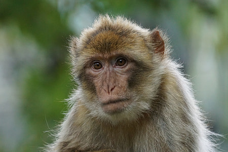 selective focus photo of brown monkey thumbnail
