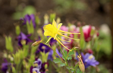 selective focus photo of yellow petaled flower thumbnail
