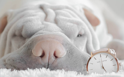 close up photo of short coat brown dog beside silver round analog watch thumbnail