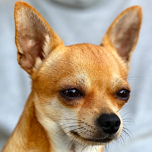 Brown Chihuahua thumbnail