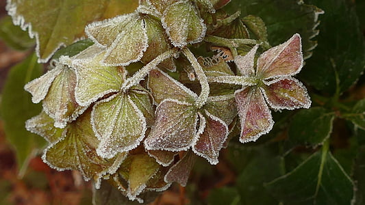 macro shot of green leafed plant thumbnail