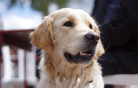closeup of yellow adult Labrador retriever thumbnail