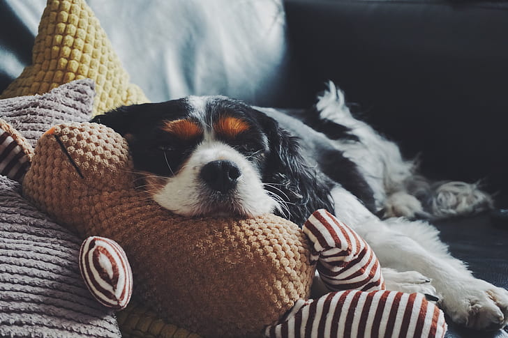 Adult tricolor Cavalier King Charles Spaniel
