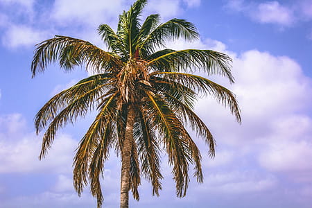 Coconut Tree thumbnail