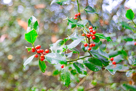 cherry fruit thumbnail