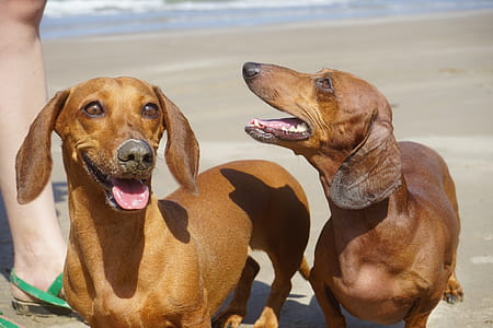 Two Brown Dachshund thumbnail