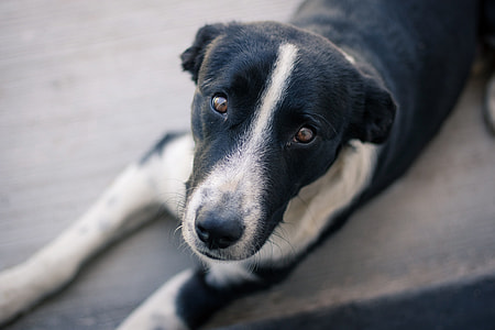 smooth-coated black and white border collie thumbnail