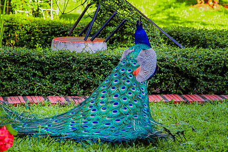 blue and green peacock on ground thumbnail