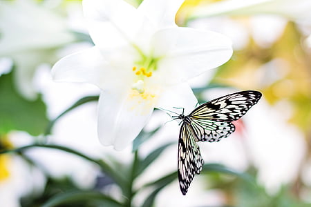 paper kite butterfly perching on white flower during daytime thumbnail