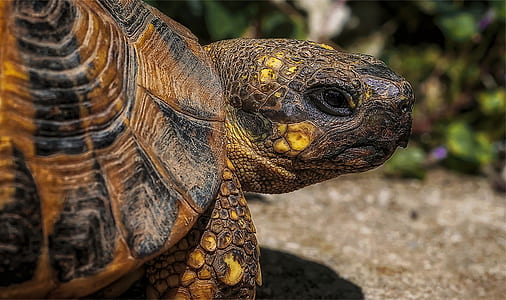 photo of brown and orange tortoise on brown ground at daytime thumbnail