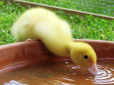 yellow duckling drinking water close-up photo thumbnail