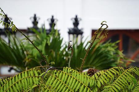 Focus Photography of Green Fern Plant thumbnail