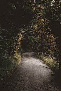 gray asphalt road at the middle of forest thumbnail