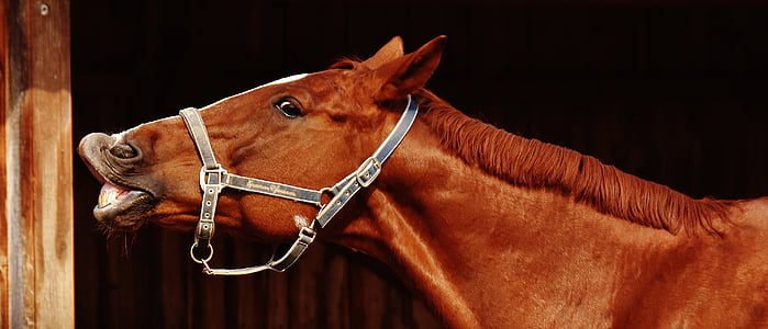 brown horse thumbnail