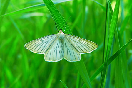 closeup of yellow moth on green grass thumbnail