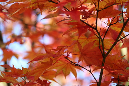 red maple tree during daytime thumbnail