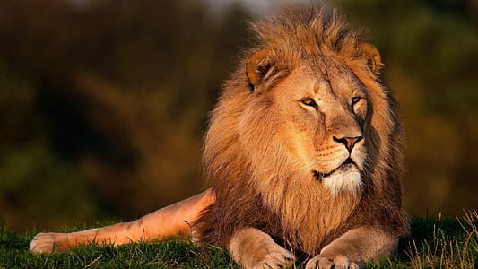close up photography of lion thumbnail