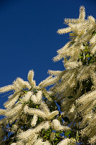 Ivory Curl Tree, Buckinghamia Celsissima thumbnail