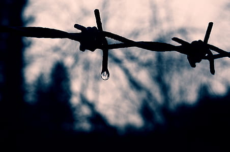 selective focus photo of barbed wire with water droplet thumbnail