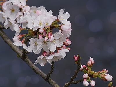 white flowers thumbnail