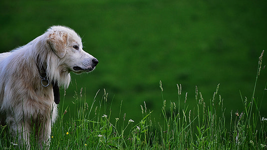 adult golden retriever standing on field thumbnail