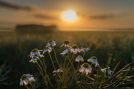 east słonca, flowers, the sun, field thumbnail