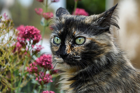 calico cat and purple flowers thumbnail