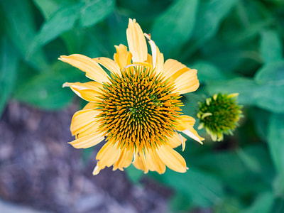 selective photo of yellow sunflower thumbnail