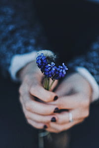 person holding blue lavender flowers thumbnail