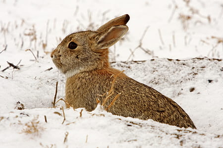 brown bunny on white snow thumbnail