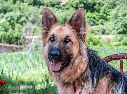adult German shepherd thumbnail