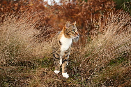 Close-up of Cat thumbnail