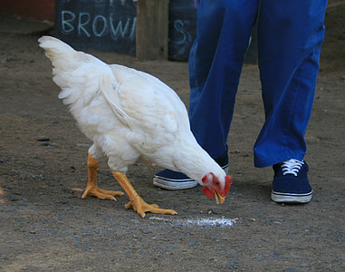 white chicken eating on the ground thumbnail