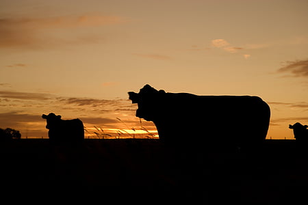 silhouette of cow photo thumbnail